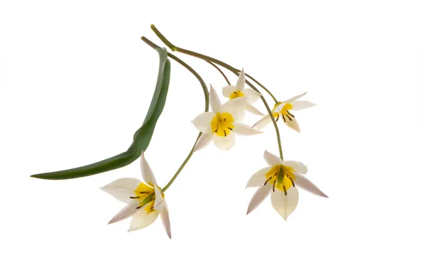 Flor Tulipa Selvagem Isolado Fundo Branco — Fotografia de Stock