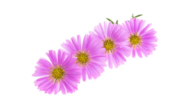 Perennial Aster Flower Isolated White Background — Stock Photo, Image
