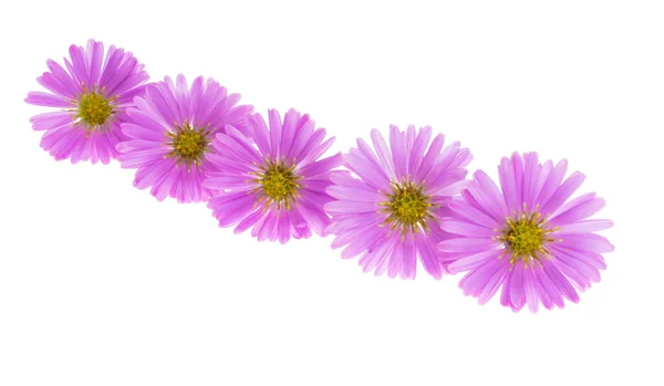 Perennial Aster Flower Isolated White Background — Stock Photo, Image