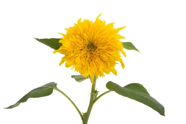 Sunflower Flower Isolated White Background — Stock Photo, Image