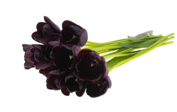 Black Tulips Isolated White Background — Stock Photo, Image