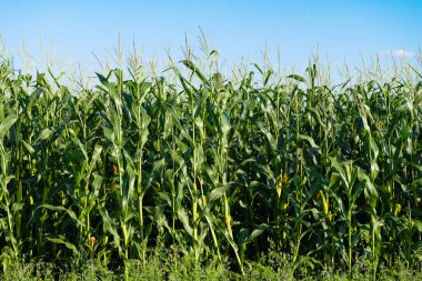 Güneşli bir günde tarlada yetişen yeşil mısır tarlası