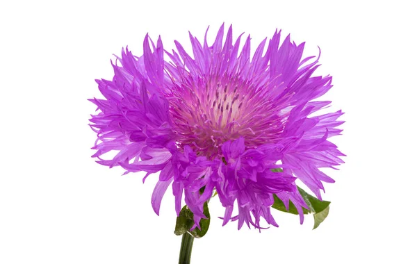 Cornflower Lilac Isolated White Background — Stock Photo, Image