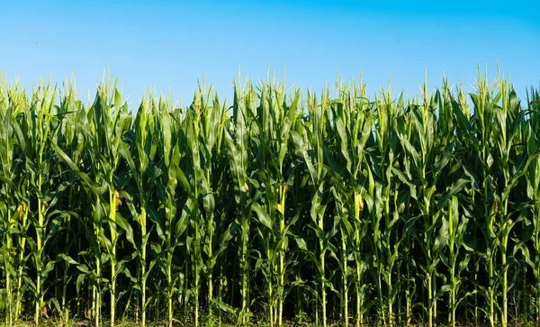 Grönt Fält Majs Som Växer Fältet Solig Dag — Stockfoto