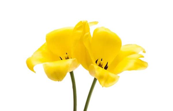 Bouquet Tulipani Isolati Fondo Bianco — Foto Stock