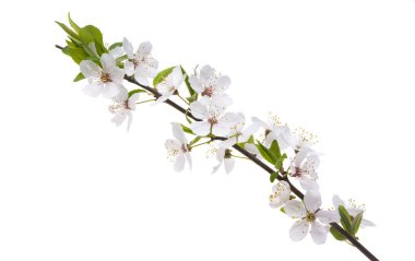 Beyaz arka plan üzerinde izole kiraz çiçek şube 