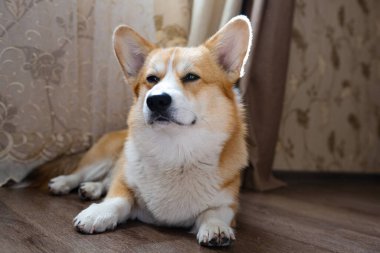 Yerdeki odada Corgi portresi 