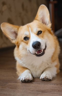 Yerdeki odada Corgi portresi 