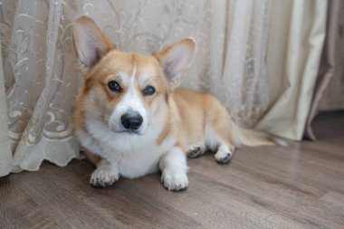 Yerdeki odada Corgi portresi 