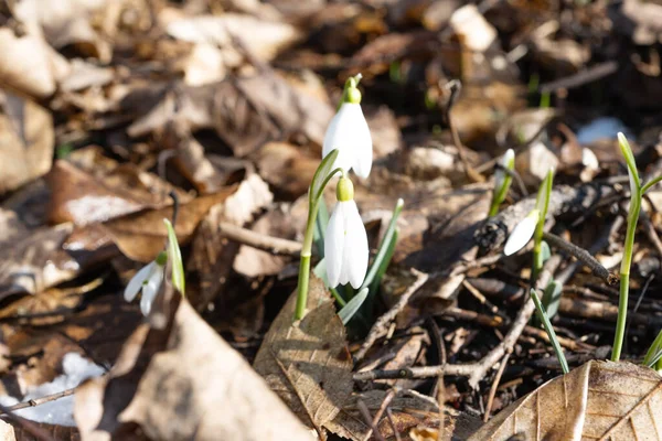 Snowdrop Forest Early Spring — Stock Photo, Image