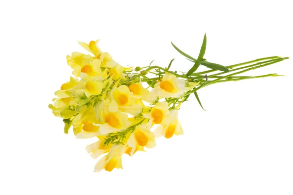 Flowers Snapdragon Isolated White Background — Stock Photo, Image
