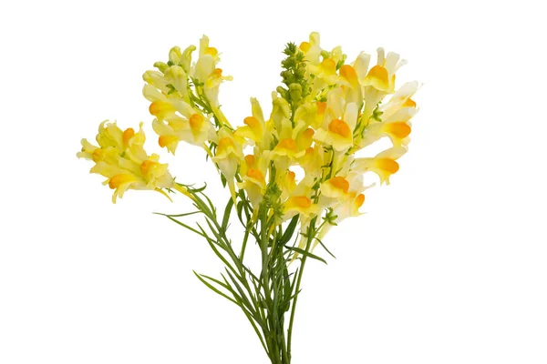Flores Snapdragon Isolado Fundo Branco — Fotografia de Stock