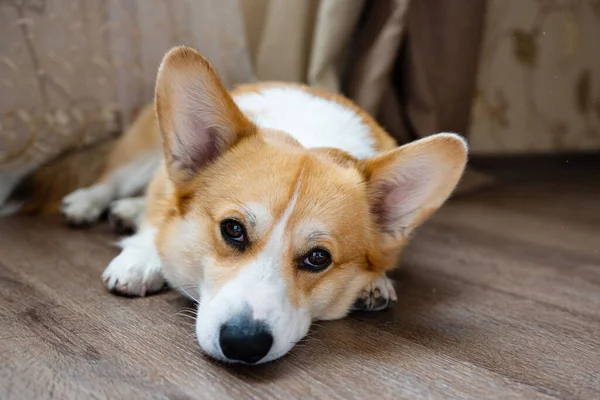 Yerdeki odada Corgi portresi 