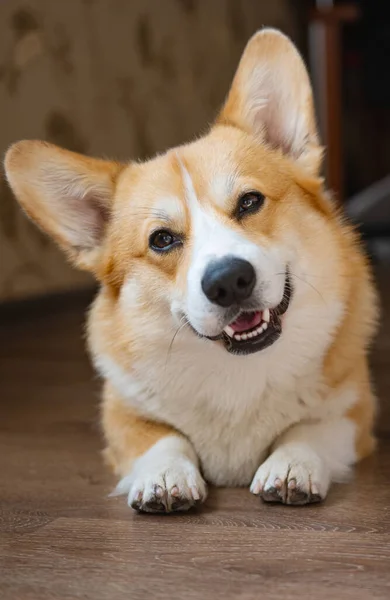 Corgi Portrait Room Floor — Stock Photo, Image