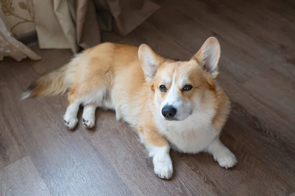 Portrait Corgi Dans Chambre Sur Sol — Photo