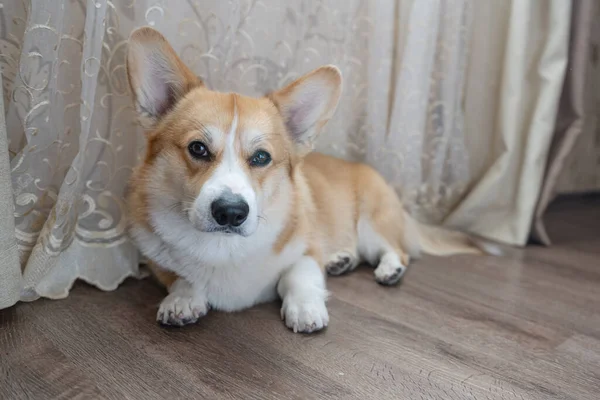 Yerdeki odada Corgi portresi 