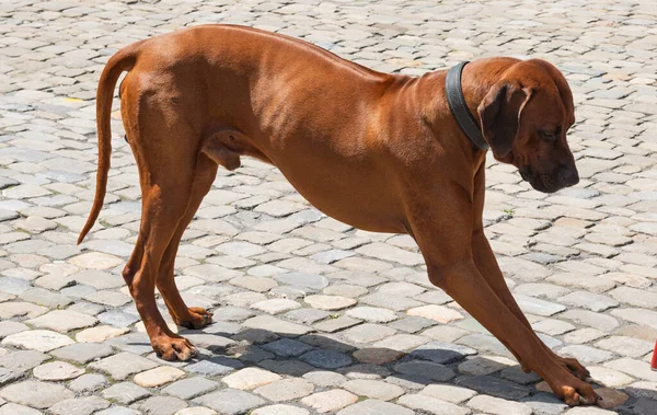 Собака Тротуаре Городе — стоковое фото
