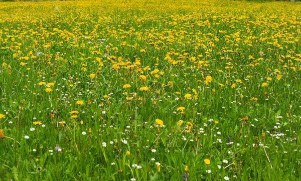 春天的草地 开黄色的蒲公英花 — 图库照片