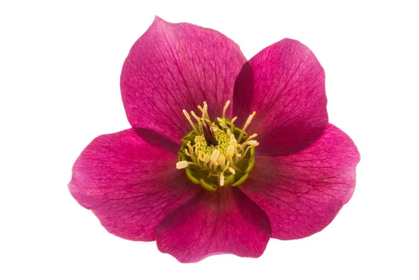 Flor Roja Del Hellebore Aislada Sobre Fondo Blanco —  Fotos de Stock