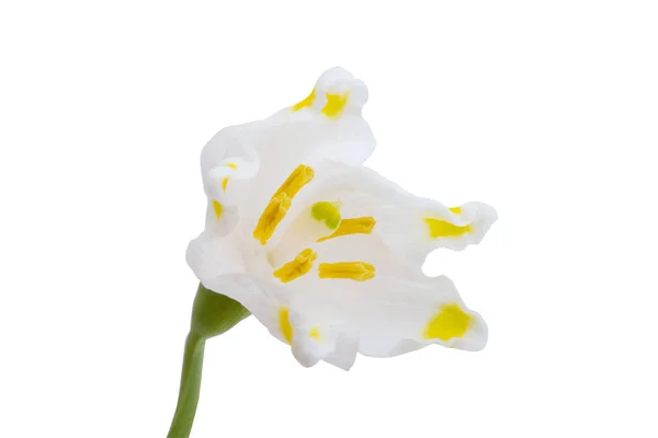 Schneeglöckchen Blume Isoliert Auf Weißem Hintergrund — Stockfoto