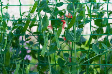 Çiçek tarhında açan güzel gelincikler 