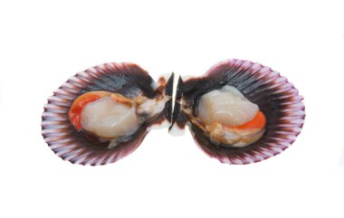 deniz tarağı kabuğu beyaz bir arkaplanda izole edildi 