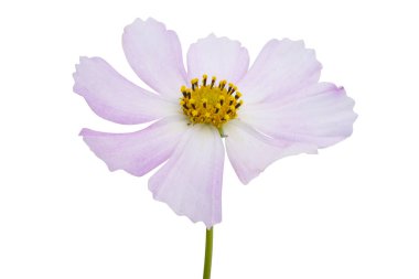 Beyaz arka planda izole edilmiş kozmea çiçeği 