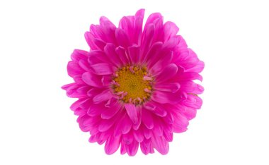 Beyaz bir arka plan üzerinde izole aster çiçek 