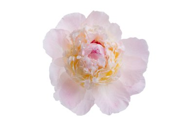 Beyaz arkaplanda yalıtılmış şakayık çiçeği 