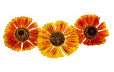 Beyaz arka plan üzerinde izole helenium çiçek