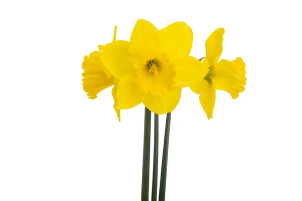 Όμορφη Λουλουδιών Daffodil Που Απομονώνονται Λευκό Φόντο — Φωτογραφία Αρχείου