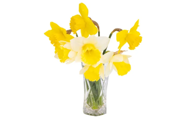 Beautiful Daffodil Flower Isolated White Background — Stock Photo, Image