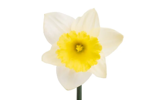 Bela Flor Daffodil Isolado Fundo Branco — Fotografia de Stock