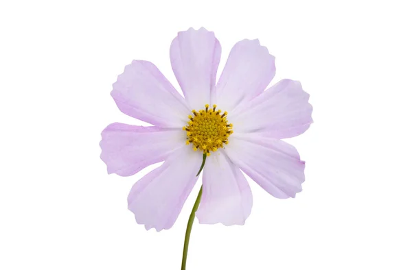 白い背景に隔離された化粧品の花 — ストック写真