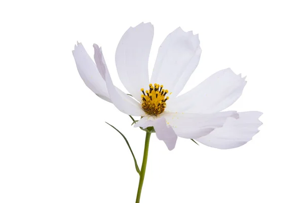 Flor Cosmea Isolado Fundo Branco — Fotografia de Stock