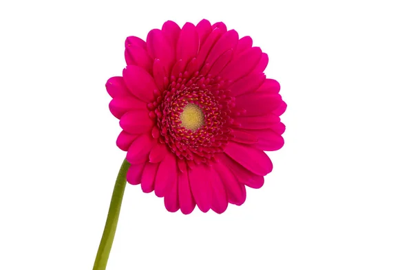 Gerbera Flower Isolated White Background — Stock Photo, Image