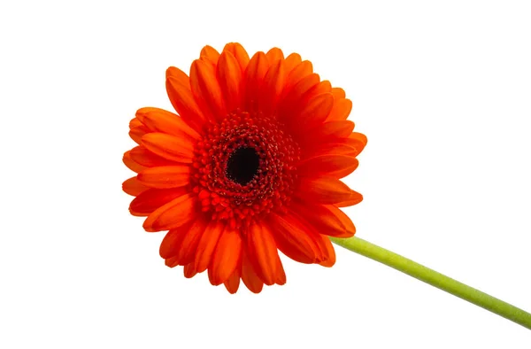 Flor Gerbera Isolada Sobre Fundo Branco — Fotografia de Stock