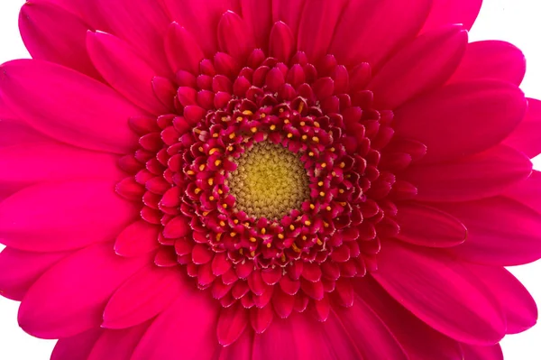 Beyaz Bir Arka Plan Üzerinde Izole Gerbera Çiçek — Stok fotoğraf