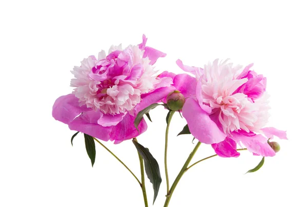 Peonia Fiore Isolato Uno Sfondo Bianco — Foto Stock