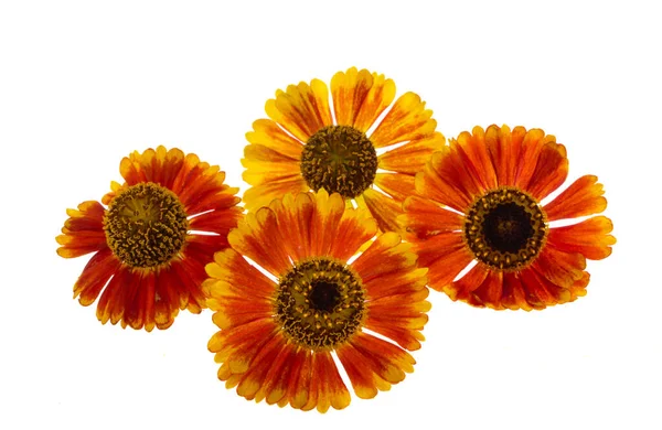 Beyaz arka plan üzerinde izole helenium çiçek