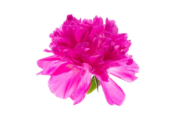 Peonia Fiore Isolato Uno Sfondo Bianco — Foto Stock