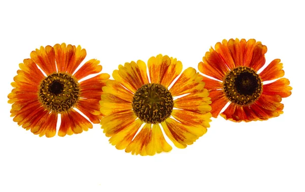 Beyaz arka plan üzerinde izole helenium çiçek
