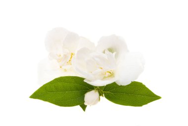 yasemin çiçeği beyaz arkaplanda izole edilmiş