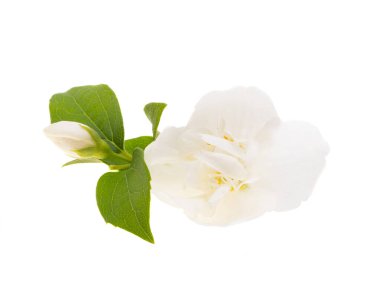 yasemin çiçeği beyaz arkaplanda izole edilmiş