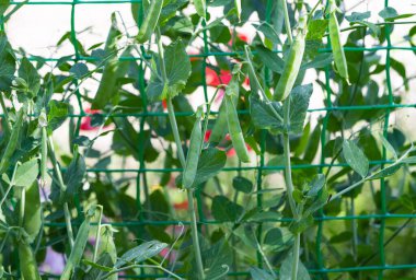 bahçede büyüyen genç bezelye