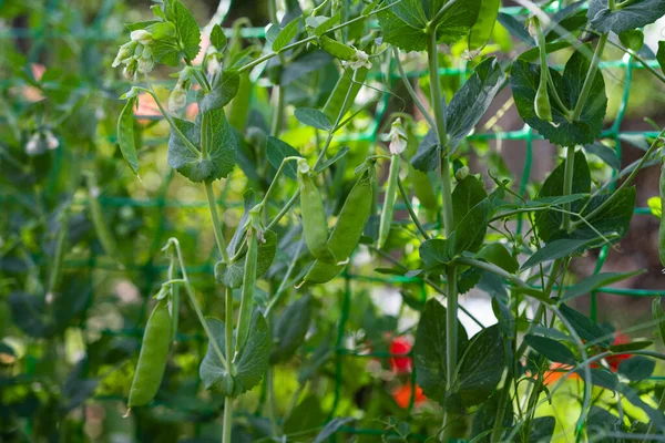 Young Peas Growing Garden — Stock Photo, Image