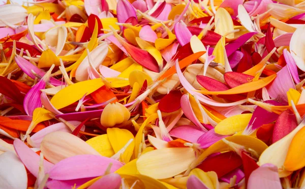 Background Petals Colored Gerberas — Stock Photo, Image