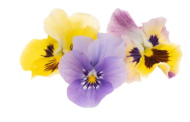 Beyaz arkaplanda izole edilmiş hanım evlatları