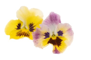 Beyaz arkaplanda izole edilmiş hanım evlatları