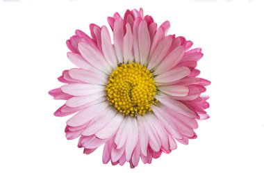 beyaz arkaplanda izole papatya çiçeği